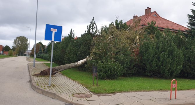 15min skaitytojo nuotr./Medis nuvirto į sodybos kiemą