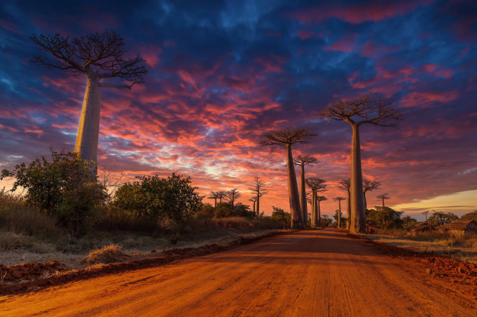 123RF.com nuotr. / Baobabų alėja, Madagaskaras