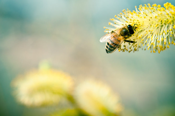 Shutterstock nuotr./Bitė