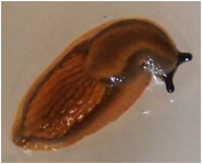 M.Adomaičio nuotr./Jaunas invazinis šliužas, jo dydis prasideda nuo 1 cm.