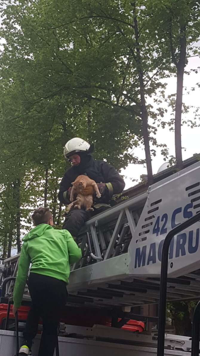 15min skaitytojo nuotr./Kaune buvo gelbėjamas medyje įstrigęs katinas