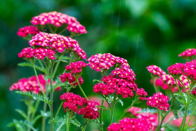 Shutterstock nuotr./Kraujažolė (lot. Achillea millefolium) „Sassy Summer Sangria“
