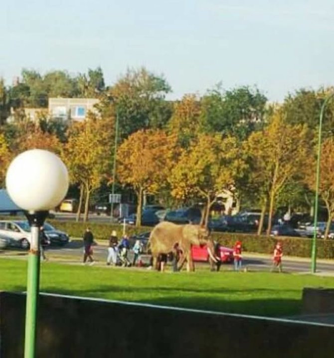 "Facebook" nuotr./Po Klaipėdą vedžiotas dramblys sukėlė ir nuostabą, ir pasipiktinimą.
