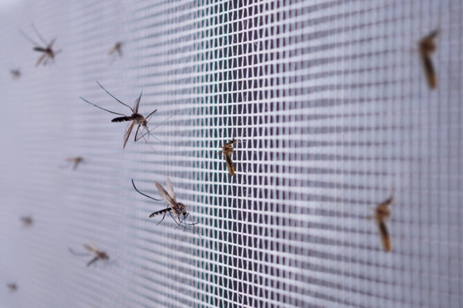 Shutterstock nuotr./Uodai ant apsauginio tinklelio