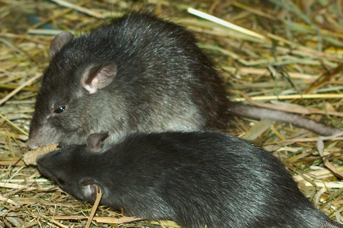 Wikimedia.org nuotr./Juodosios žiurkės