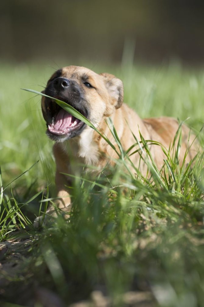 Vida Press nuotr./Šuo valgo žolę