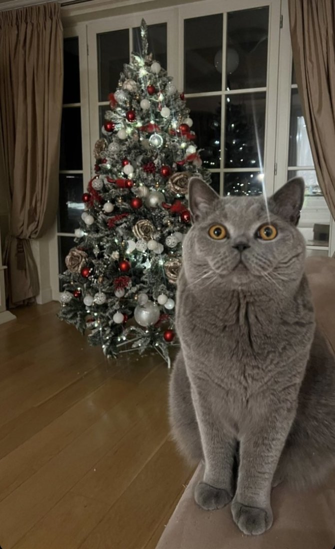 Asmeninio archyvo nuotr./Oksanos Pikul Kalėdų eglutė ir katinas