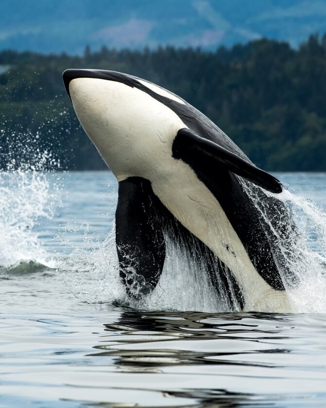 Shutterstock nuotr. / Orka