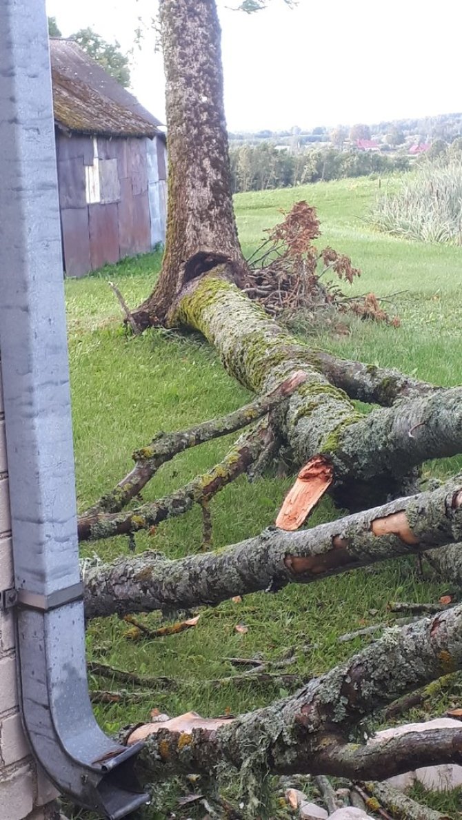 Alvydo Simanavičiaus nuotr./Vėjo padariniai Alytuje