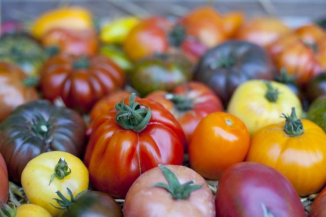 Fotolia nuotr./Įvairiaspalviai pomidorai