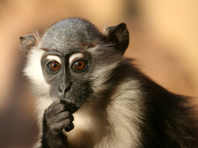 wikipedia.org/Kolčesterio zoologijos sodo nuotr./Beždžionė 