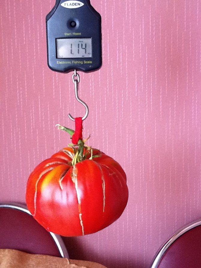 15min.lt skaitytojo nuotr./Skaitytojo Ginto užaugintas pomidoras