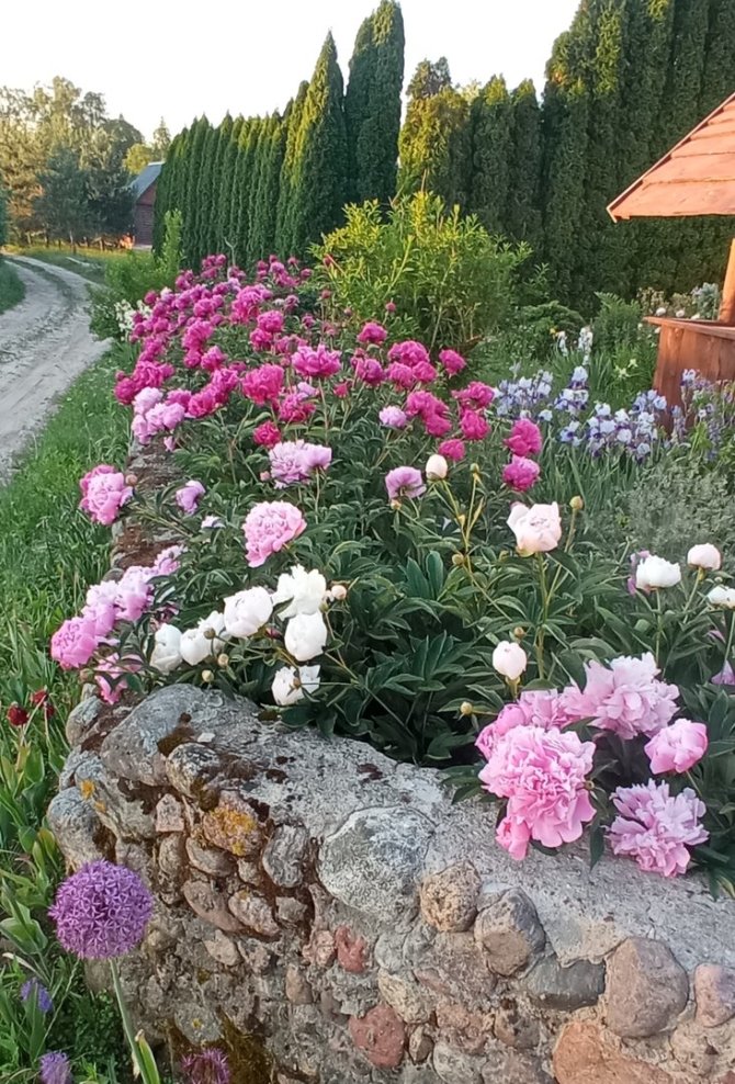 Asmeninio archyvo nuotr./Elenos Nikonovos auginami augalai