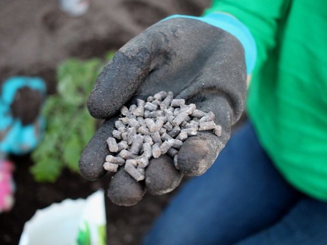 Linos Liubertatės nuotr. /Organinės „Baltic agro“ trąšos pomidorams 