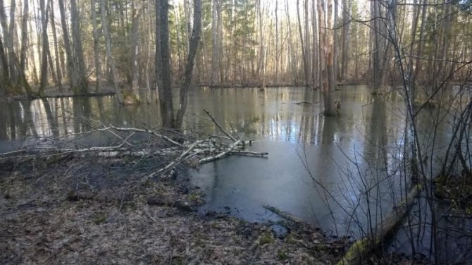 Vilniaus RAAD nuotr./Per avariją kiaulių fermoje srutos užliejo aplinką