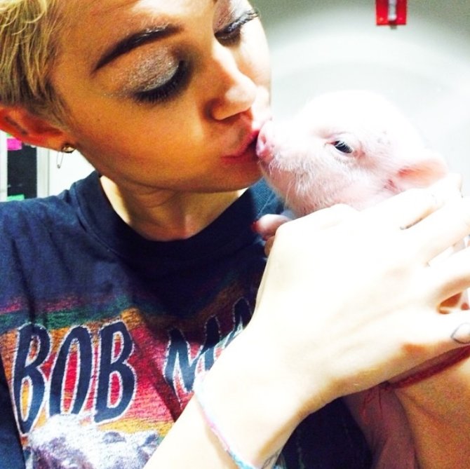 „Instagram“ nuotr./Miley Cyrus su kiaulaite Bubba Sue