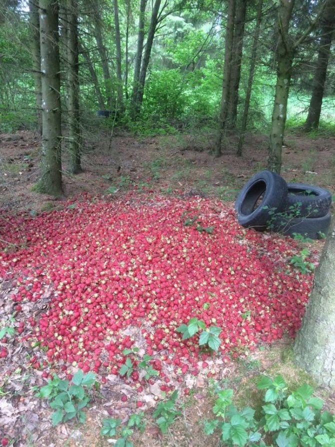 Braškės miške