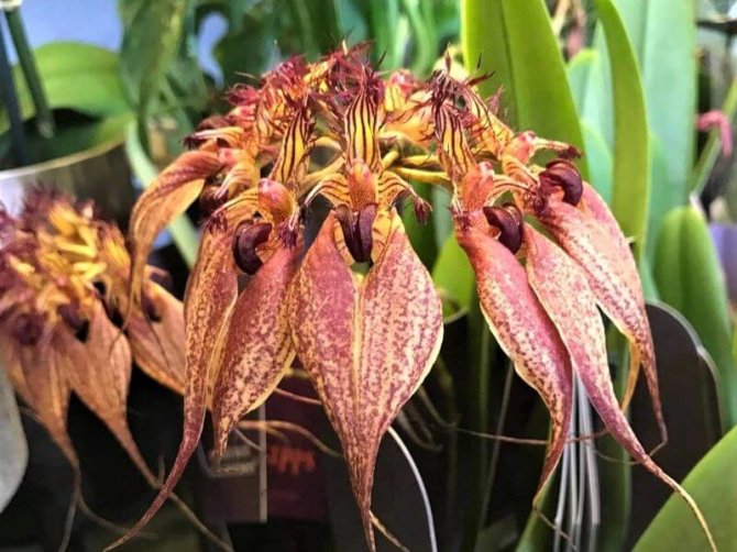 S.Pranaitės nuotr. /Bulbophyllum rothschildianum – tik pažvelkite, kokia žiedų forma, spalva ir raštai!