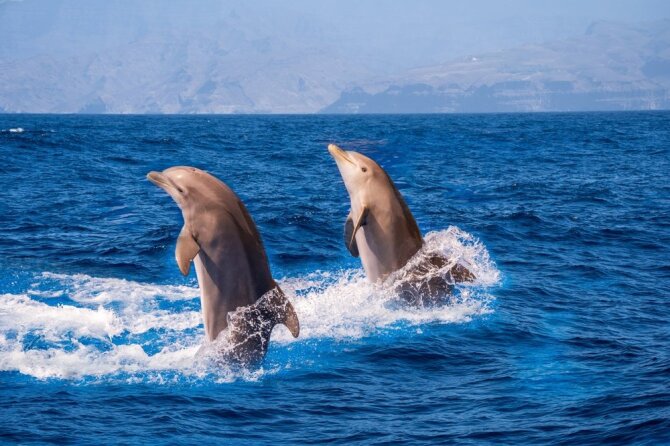 Shutterstock nuotr./Delfinai