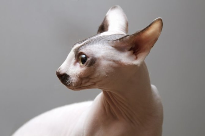 Shutterstock nuotr./Sfinkso katė