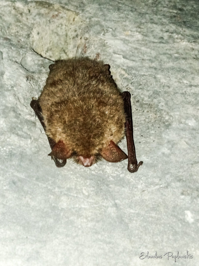 Erlando Paplauskio/Pajūrio regininio parko nuotr./Giruliuose užfiksuotas šikšnosparnis
