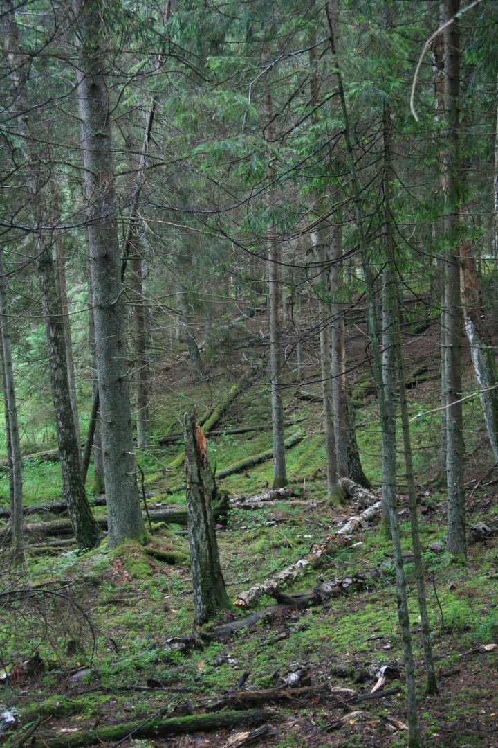 V.Rašomavičiaus nuotr. /Viena iš Valerijaus Rašomavičiaus inventorizuotų miškų buveinių