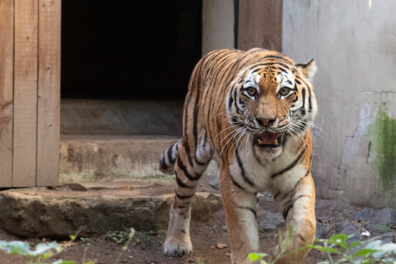 Edas nebe vienišas: amūrinio tigro patelė atkeliavo į Lietuvos zoologijos sodą