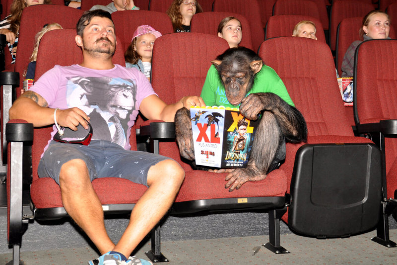 Vilniaus kino teatre vienai dienai įsidarbino šimpanzė Džonis