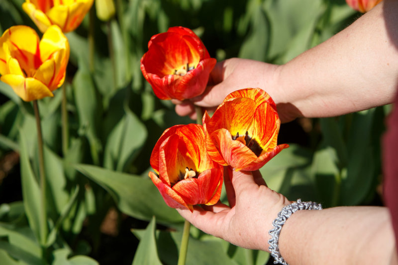 Kada sodinti tulpes ir kitus svogūninius augalus?