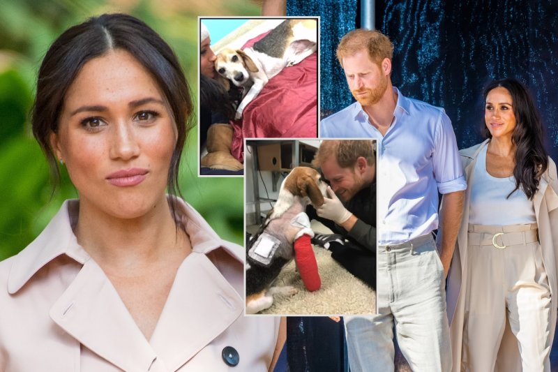 Meghan Markle ir princas Harry gedi – neteko mylimo augintinio Guy'aus: „Išverkiau per daug ašarų“