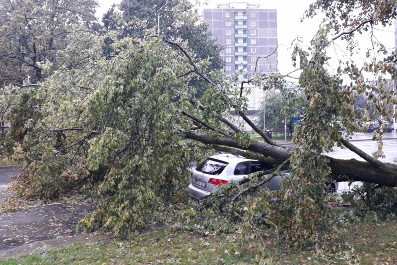 Lazdynuose medis užvirto ant automobilio