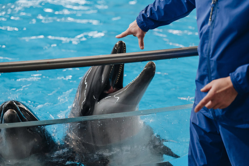 Pirmą kartą su delfinais susipažinusi Ilona