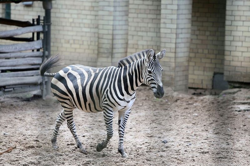 Zoologijos sodo zebriukas