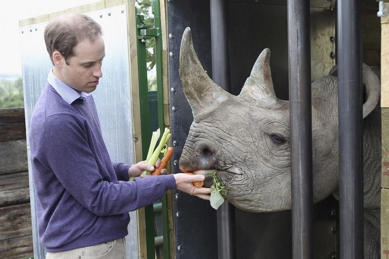 Princas Williamas piktinasi prekyba raganosių ragais