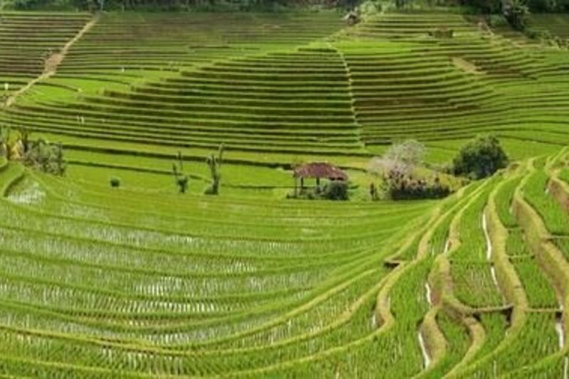 Terasų laukuose ką tik pasodinti ryžių daigai (Balis, Indonezija)