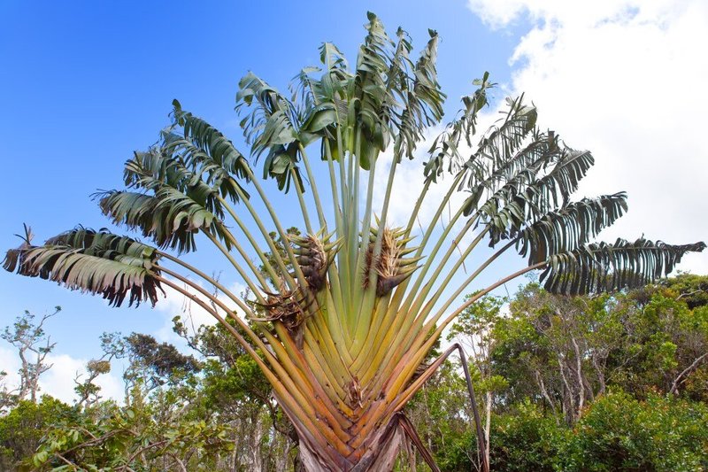 Madagaskaro ravenala dar vadinamas „keliautojų medžiu“