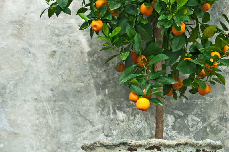 Žaliajai namų kolekcijai – citrusiniai augalai