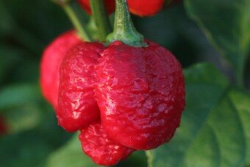 Trinidad Moruga Scorpion paprika