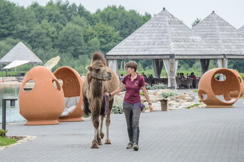 J. Statkevičiaus kolekcijoje pasirodęs kupranugaris