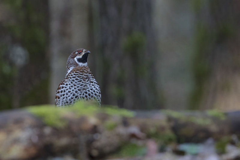 Mariaus Čepulio fotoklajonės. Jerubė