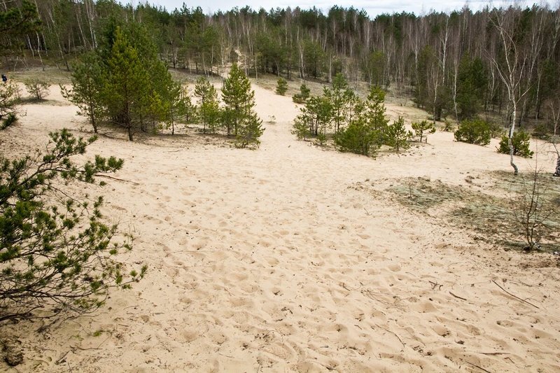 Kopa Širvintų rajono Bartkuškio miške / Dalios Smagurauskaitės nuotr. 