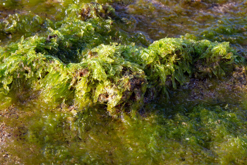 Jūržolė – dumblių rūšis, iš Tolimųjų Rytų į visą pasaulį išplitęs invazinis augalas, dar žinomas wakame vardu / Shutterstock nuotr.