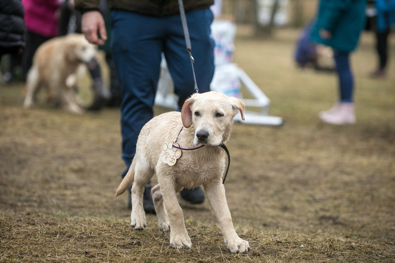 Žygis su šimtais labradorų Labanoro girioje/Organizatorių nuotr.