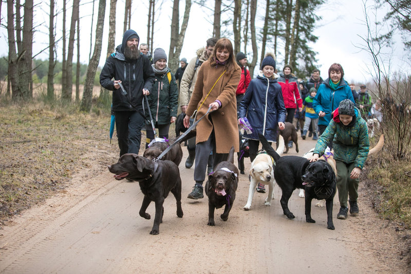 Žygis su šimtais labradorų Labanoro girioje/Organizatorių nuotr.