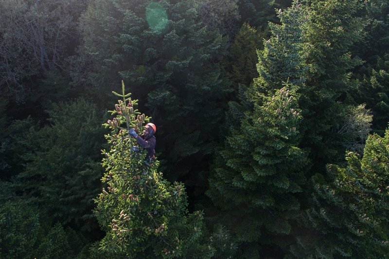 Kadras iš Artūro Jevdokimovo filmo „Kalėdų eglutės gyvenimas ir mirtis“