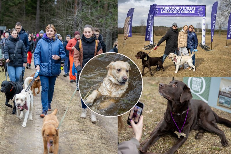 Labradorų ėjimas Labanoro girioje 2025