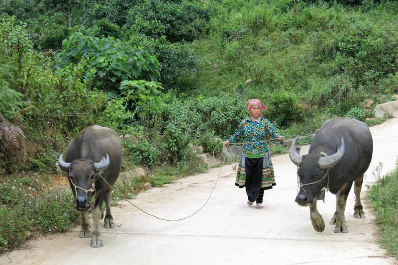 Toks žinomas ir ne visada suprantamas Vietnamas