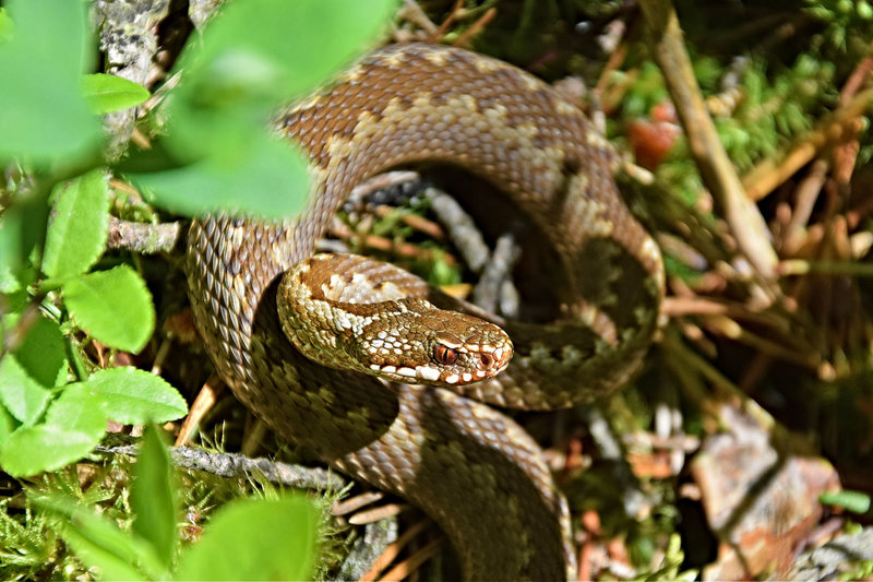 Trejų metų mergaitei Vilniaus darželyje įgėlė angis – atsidūrė reanimacijoje