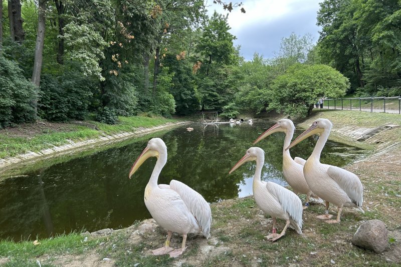 Kauno zoologijos sode buvo kilęs gaisras: teko evakuoti paukščius