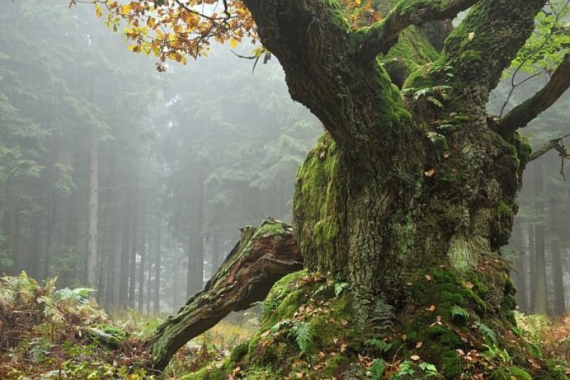 Keturių stichijų medžiai. Atraskite gydomąsias galias!